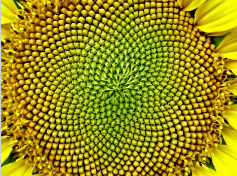 Hoa hướng dương có hình Fibonanci