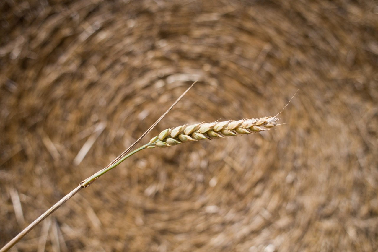 Top ASX-Listed Commodity ETFs to Watch in 2025