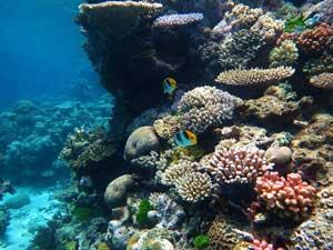 Grande Barrière de corail