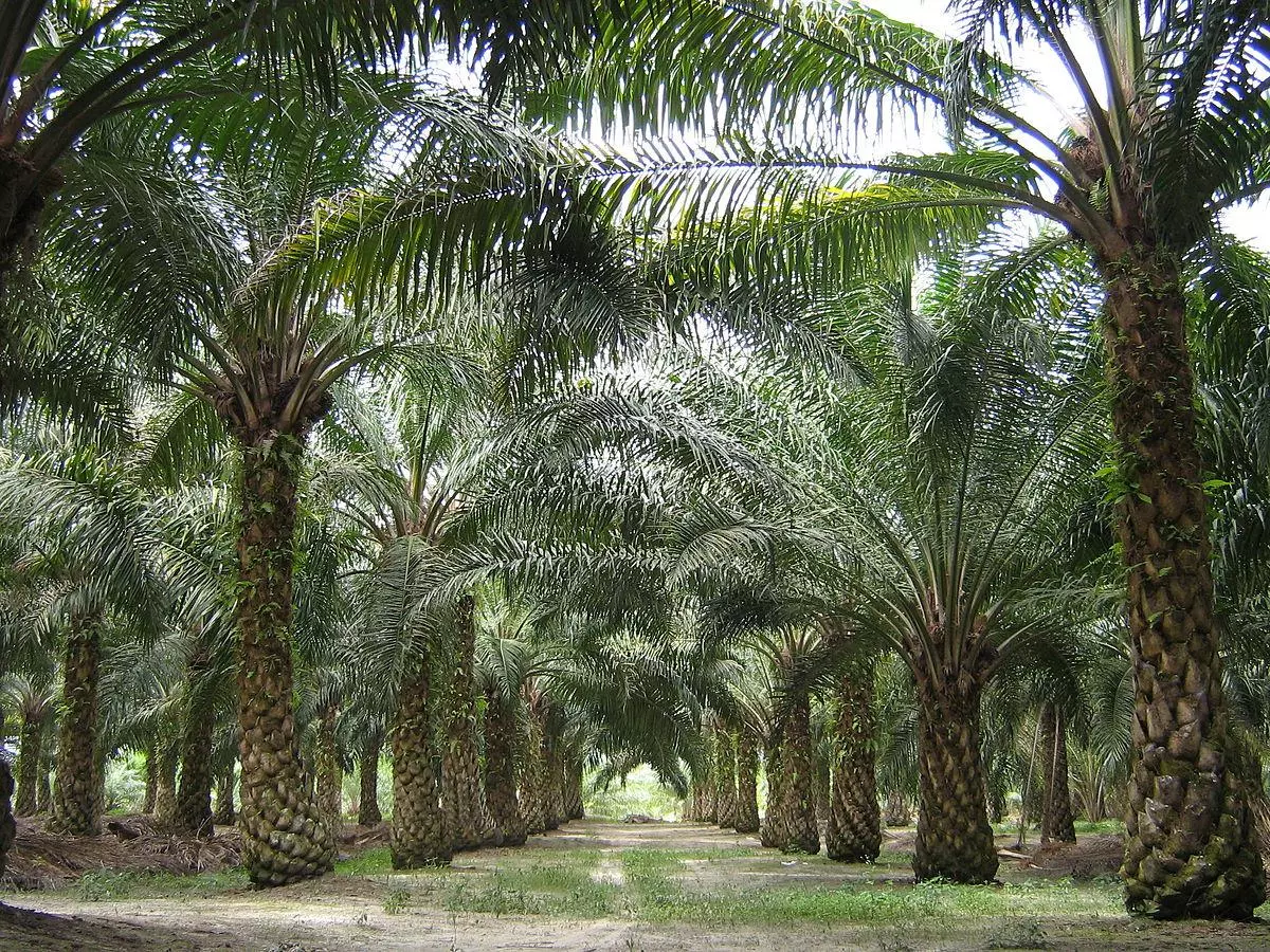 Plantation huile de palme