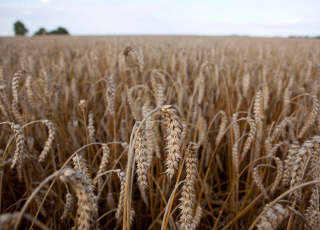 wheat 2