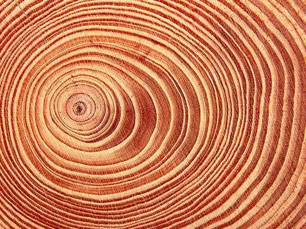 Slice of a tree trunk showing tree rings