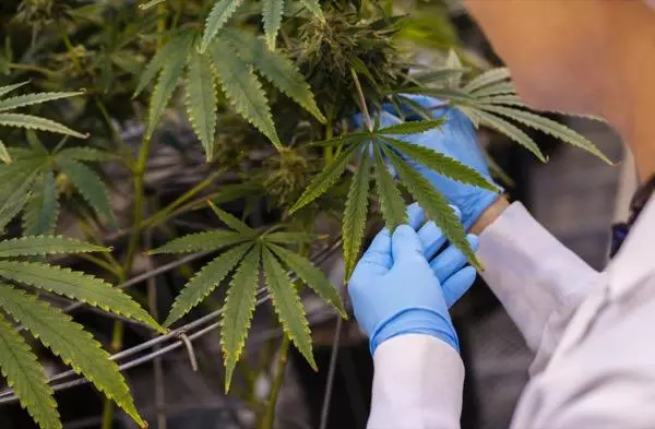 Marijuana plant after Aurora Cannabis hires Nelson Peltz