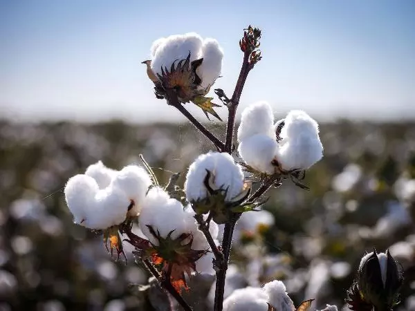 Futuros sobre algodón: Qué Son, Cómo Operar y Estrategias de