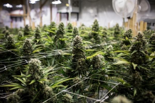 Uk Cannabis Shares And Companies To Watch Ig En