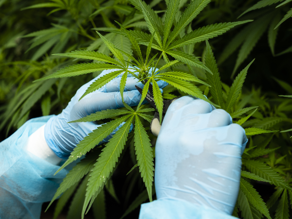 Best Cannabis and Marijuana ETFs to Buy in May 2023 | IG UK