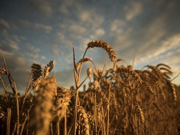 Wheat